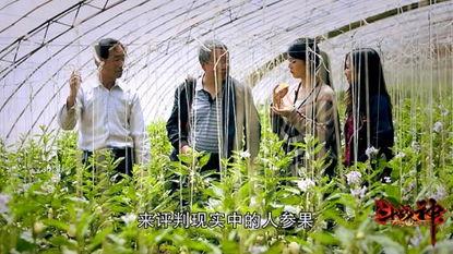 西游记之暗黑人参果,西游记中的神秘果实与命运之谜  第3张